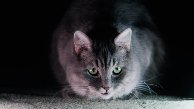 Portrait of an adorable cat on an isolated black background. Eats food and licks. looking at the camera
