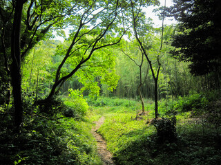 Fototapeta premium 森