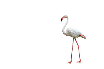 Beautiful flamingo isolated on transparent background.	