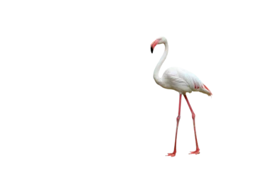 Foto op Canvas Beautiful flamingo isolated on transparent background.  © Passakorn