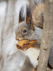 The squirrel with nut sits on tree in the winter or late autumn