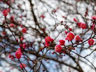 咲き始めた梅の花