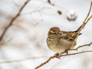 Sparrow sits on a branch without leaves.