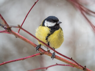 Cute bird Great tit, songbird sitting on a branch without leaves in the autumn or winter.