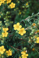 Potentilla drummondii, Drummond's cinquefoil flowering with yellow blooms in the garden