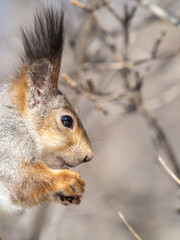 The squirrel with nut sits on tree in the winter or late autumn. Portrait of the squirrel close-up