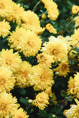 Yellow Chrysanthemum grandiflorum flowers, Mums growing in autumn garden