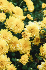 Obraz premium Yellow Chrysanthemum grandiflorum flowers, Mums growing in autumn garden