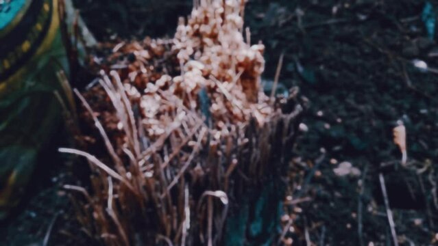 defocus blurry footage of ants colony lived in dead old torned apart palm tree