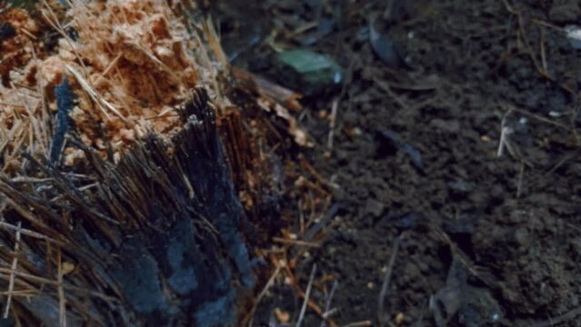 defocus blurry footage of ants colony lived in dead old torned apart palm tree