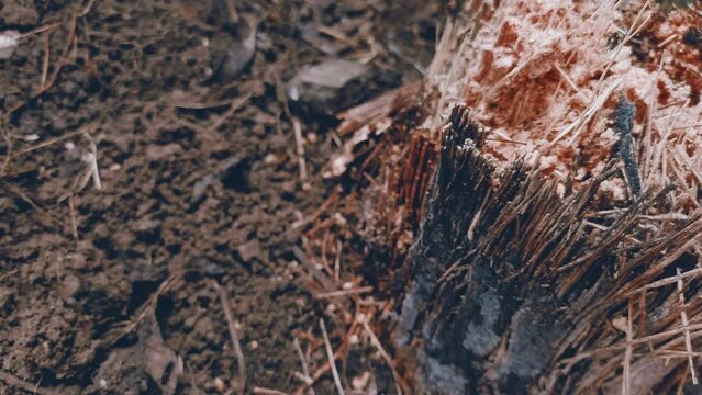 ants colony lived in dead old torned apart palm tree