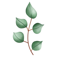 green leaf branches, Eucalyptus, olive, green leaves