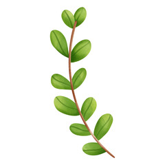 green leaf branches, Eucalyptus, olive, green leaves