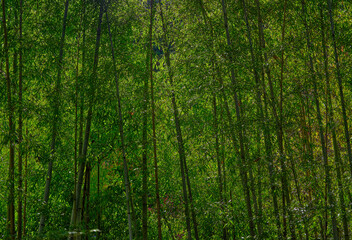 Fototapeta na wymiar 風景素材　鮮かな緑の竹林