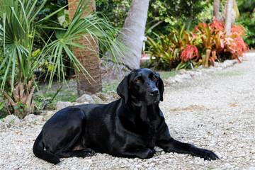 black lab laying in the garden