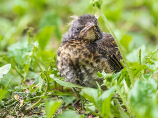 A fieldfare chick, Turdus pilaris, has left the nest and sitting on the spring lawn. A fieldfare...