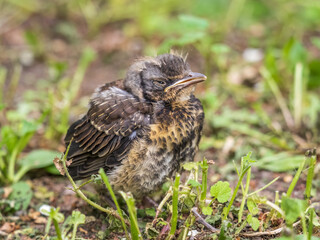 A fieldfare chick, Turdus pilaris, has left the nest and sitting on the spring lawn. A fieldfare chick sits on the ground and waits for food from its parents.