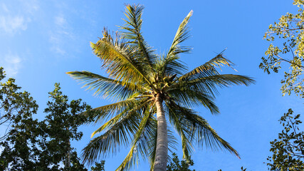 Naklejka premium Florida palm trees
