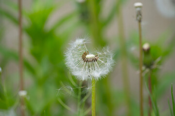 Detail of bright common dandelions in meadow
