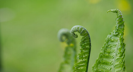 Ferns leaves over blurred green foliage background