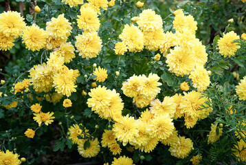 Chrysanthemum grandiflorum yellow flowers, Mums growing in autumn garden