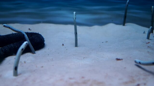 Congre Images – Parcourir 5,471 le catalogue de photos, vecteurs et ...