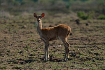 Javan rusa, Rusa timorensis in Baluran National Park, East Java, Indonesia