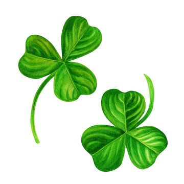 Watercolor hand drawn shamrocks for St. Patrick's Day for good luck. Element isolated on white background