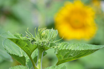 Sunflower close-up