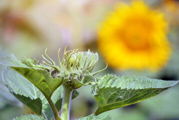Sunflower close-up