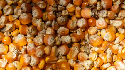 heap of corn kernels as background