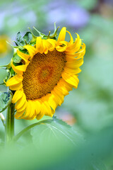 Fototapeta premium Sunflower close-up