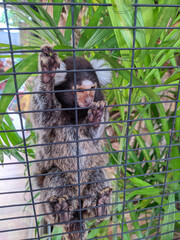 cute marmoset climbing a fence made of iron