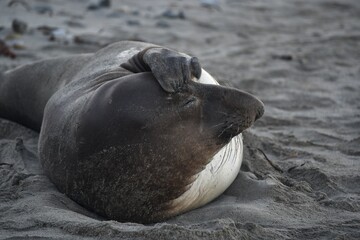 Elephant Seal 