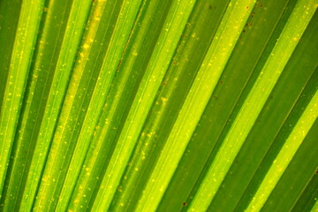 Close up of green leaf with pattern background