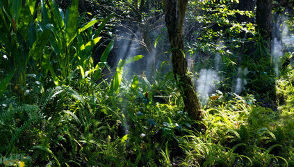 Fototapeta premium The Tropical jungle with green of the nature as sun beam and mist-foggy in the morning at the garden