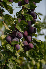 Ripe blue-purple plums in the garden. It's harvest time in agriculture.