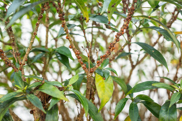 Brown scale insects living on a branch of plant.