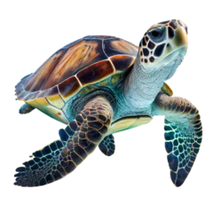 Foto op Plexiglas anti-reflex Sea turtles are swimming on a transparent background. © I LOVE PNG