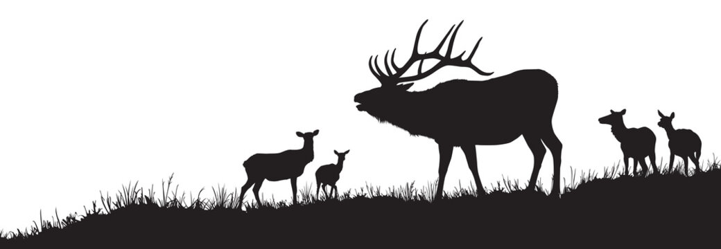 A vector silhouette of a large male bull elk bugling with a herd of cow elk in the background.
