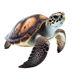 Foto op Plexiglas sea turtle isolated on white with clipping path © STOCK PHOTO 4 U