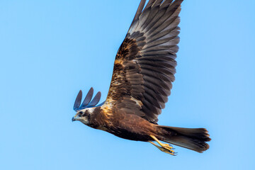 harriers fight in the sky, raptors are fighting in the sky, The marsh harriers are birds of prey of the harrier subfamily