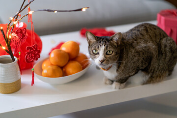 Cat prepare Chinese New Year Celebrations at home. cute domestic shorthair cat putting traditional...