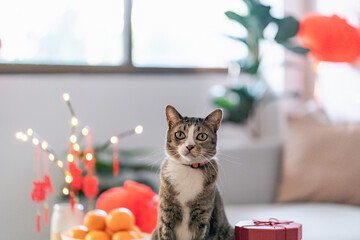 Cat prepare Chinese New Year Celebrations at home. cute domestic shorthair cat putting traditional...