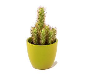 Small prickly cactus in a pot isolated on a white background.