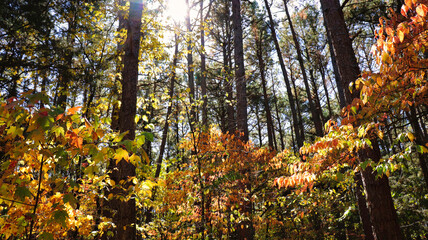 autumn leaves in the forest