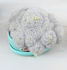 Cactus plants in pots placed on the wall of the house