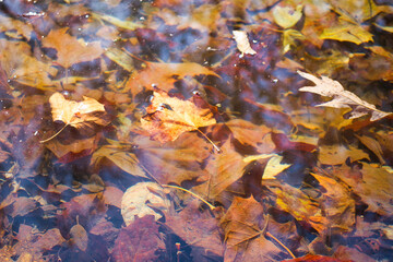 autumn leaves on water