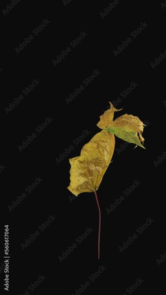 Wall mural time lapse of resurrection yellow maple leaf with alpha transparency channel isolated on black backg