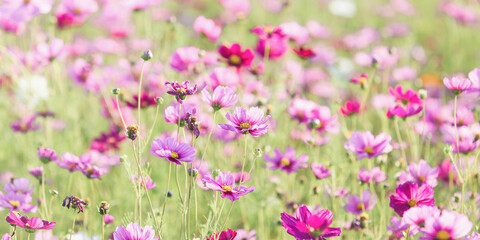 Obraz na płótnie Canvas field of cosmos flowers blooming in garden in the summer, cosmos flower field nature background 